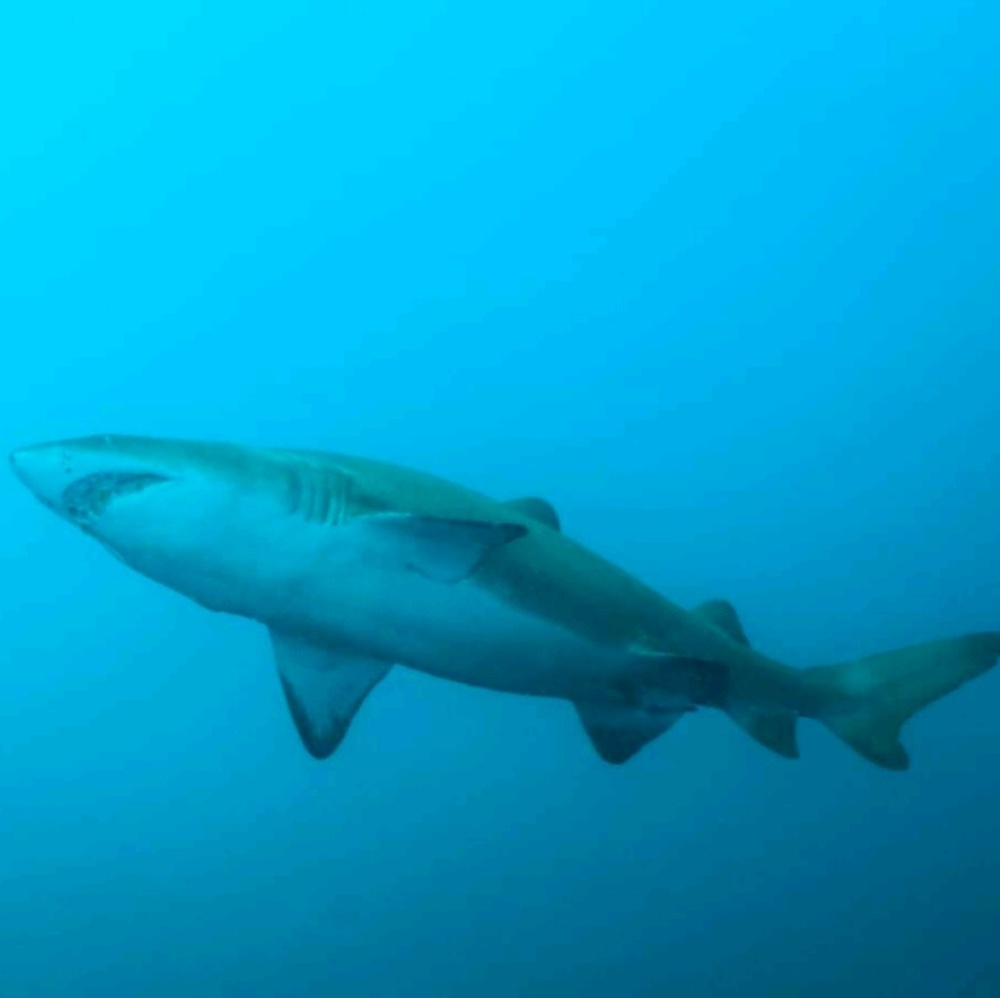 Meet your Posher, Devin